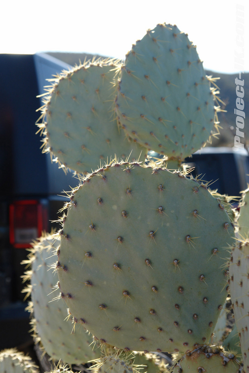 DSC08899_jeep_jk_wrangler