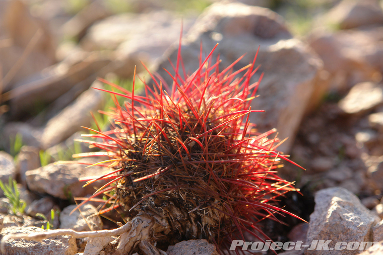 DSC09725_jeep_jk_wrangler